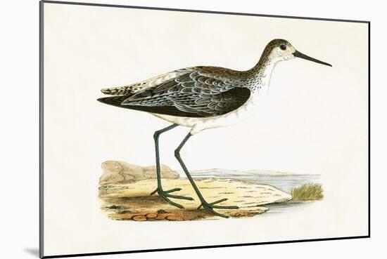 Marsh Sandpiper,  from 'A History of the Birds of Europe Not Observed in the British Isles'-English-Mounted Giclee Print