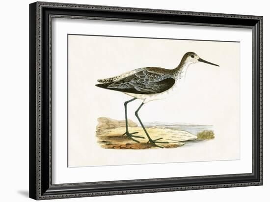 Marsh Sandpiper,  from 'A History of the Birds of Europe Not Observed in the British Isles'-English-Framed Giclee Print