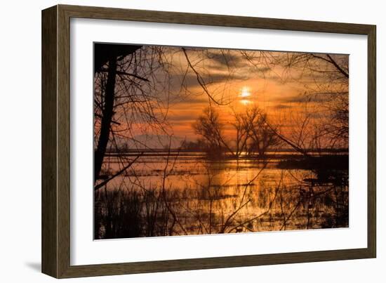 Marsh Sunset Through the Trees, Merced Wildlife-null-Framed Photographic Print