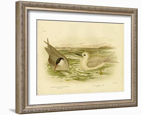 Marsh Tern, 1891-Gracius Broinowski-Framed Giclee Print