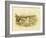 Marsh Tern, 1891-Gracius Broinowski-Framed Giclee Print
