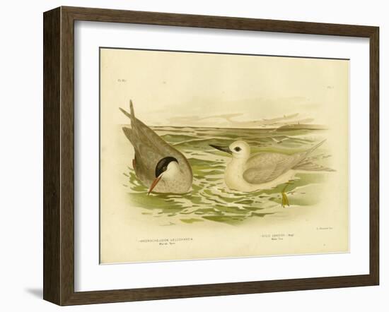 Marsh Tern, 1891-Gracius Broinowski-Framed Giclee Print