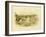 Marsh Tern, 1891-Gracius Broinowski-Framed Giclee Print