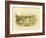 Marsh Tern, 1891-Gracius Broinowski-Framed Giclee Print