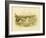 Marsh Tern, 1891-Gracius Broinowski-Framed Giclee Print