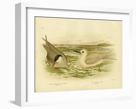 Marsh Tern, 1891-Gracius Broinowski-Framed Giclee Print