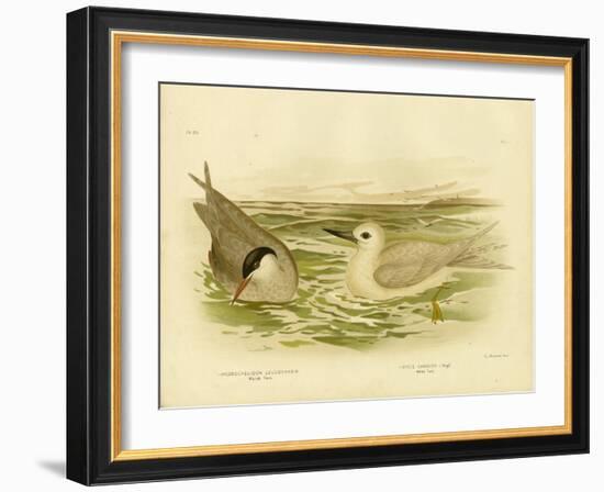 Marsh Tern, 1891-Gracius Broinowski-Framed Giclee Print