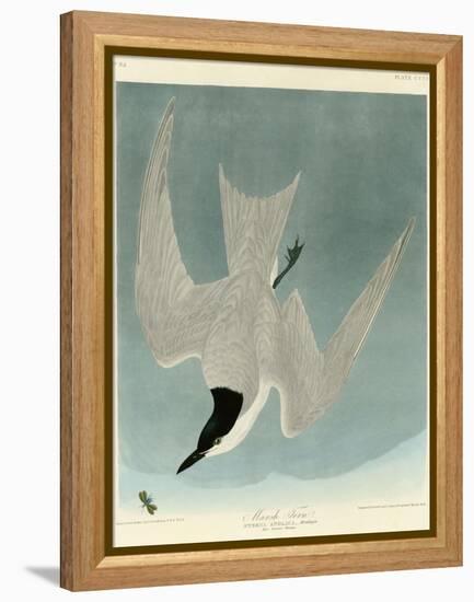 Marsh Tern-John James Audubon-Framed Premier Image Canvas