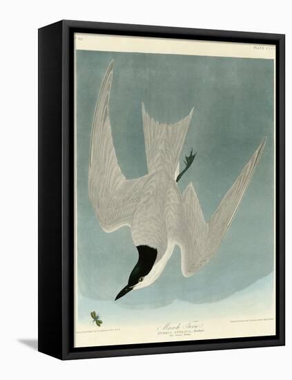 Marsh Tern-John James Audubon-Framed Premier Image Canvas