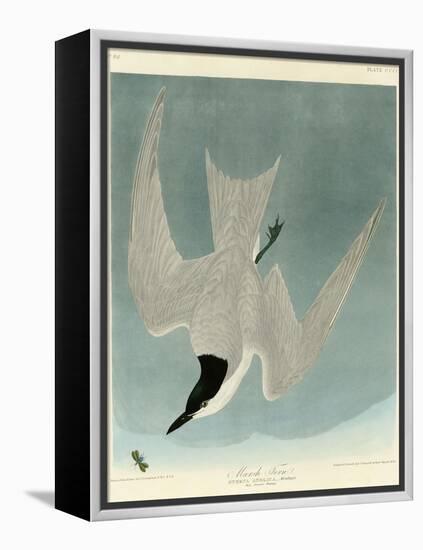 Marsh Tern-John James Audubon-Framed Premier Image Canvas