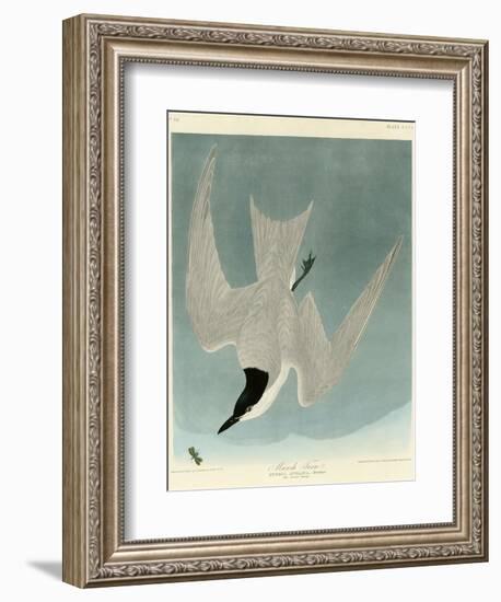 Marsh Tern-John James Audubon-Framed Premium Giclee Print