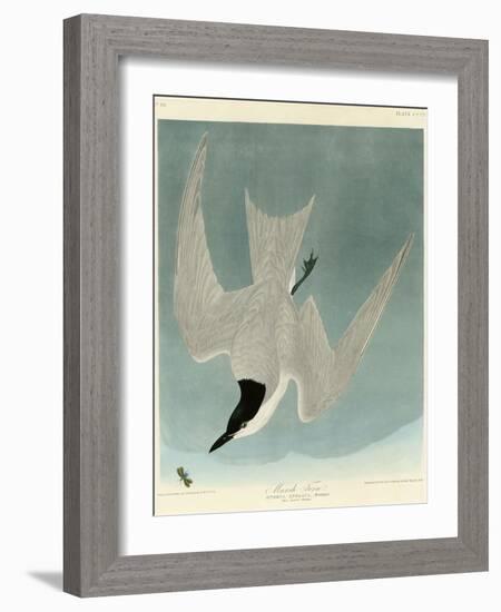 Marsh Tern-John James Audubon-Framed Giclee Print