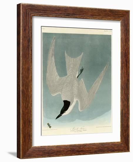 Marsh Tern-John James Audubon-Framed Giclee Print