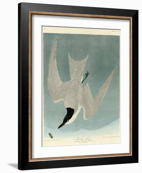 Marsh Tern-John James Audubon-Framed Giclee Print