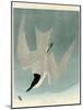 Marsh Tern-John James Audubon-Mounted Giclee Print