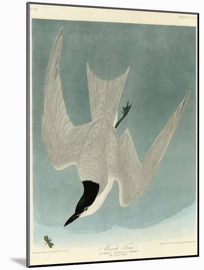 Marsh Tern-John James Audubon-Mounted Giclee Print