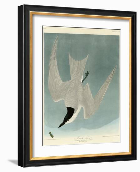 Marsh Tern-John James Audubon-Framed Giclee Print