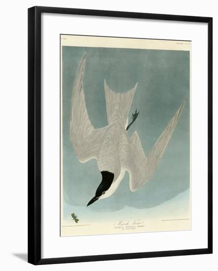 Marsh Tern-John James Audubon-Framed Giclee Print