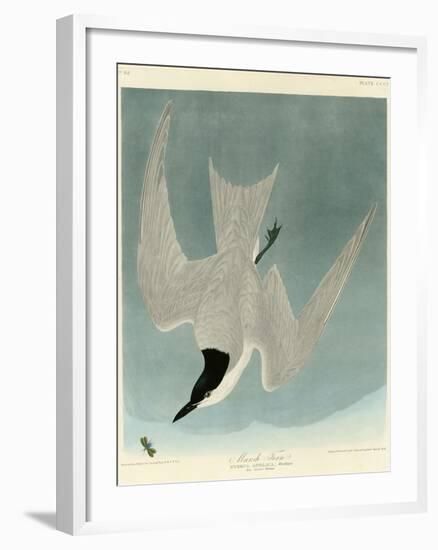 Marsh Tern-John James Audubon-Framed Giclee Print