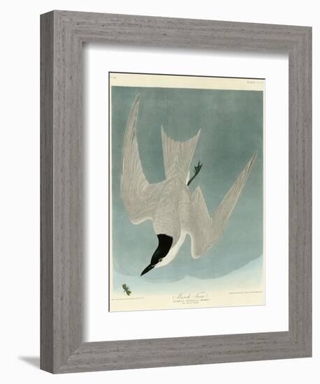 Marsh Tern-John James Audubon-Framed Giclee Print