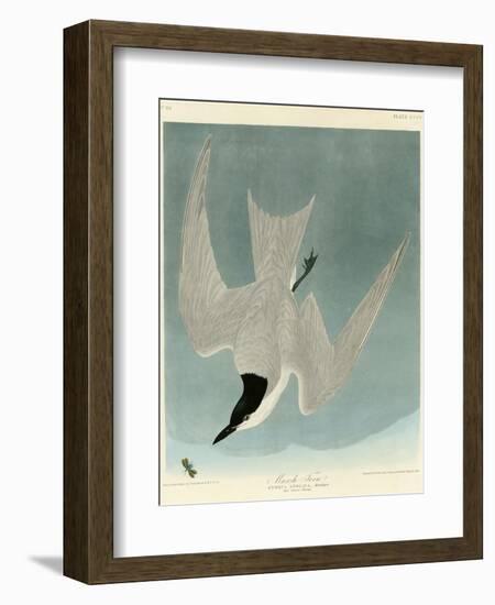 Marsh Tern-John James Audubon-Framed Giclee Print