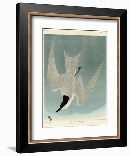 Marsh Tern-John James Audubon-Framed Giclee Print