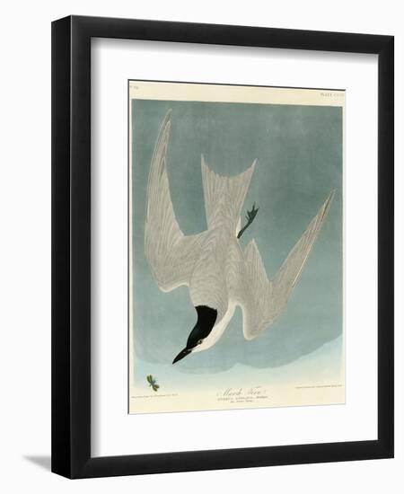 Marsh Tern-John James Audubon-Framed Giclee Print