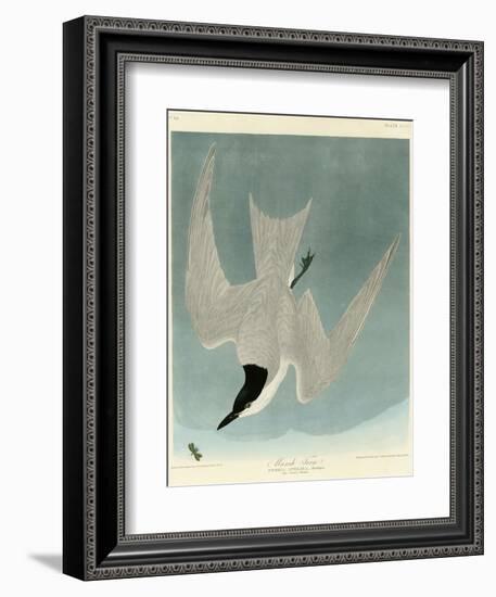 Marsh Tern-John James Audubon-Framed Giclee Print