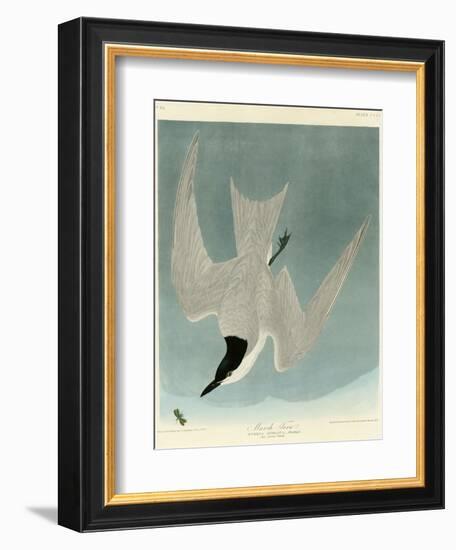 Marsh Tern-John James Audubon-Framed Giclee Print