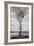 Marsh Tree, Central Valley California-Vincent James-Framed Photographic Print