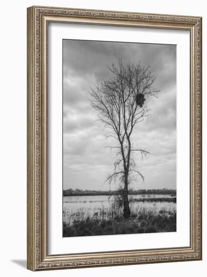 Marsh Tree, Central Valley California-Vincent James-Framed Photographic Print