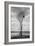 Marsh Tree, Central Valley California-Vincent James-Framed Photographic Print