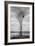 Marsh Tree, Central Valley California-Vincent James-Framed Photographic Print