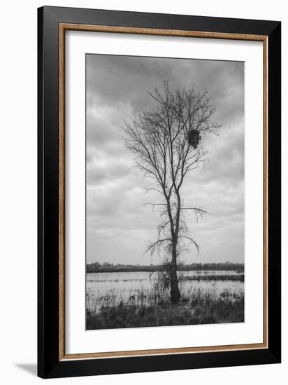 Marsh Tree, Central Valley California-Vincent James-Framed Photographic Print