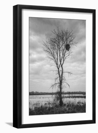 Marsh Tree, Central Valley California-Vincent James-Framed Photographic Print