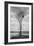 Marsh Tree, Central Valley California-Vincent James-Framed Photographic Print