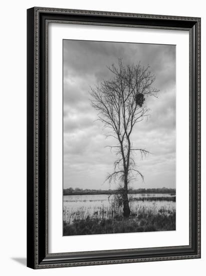 Marsh Tree, Central Valley California-Vincent James-Framed Photographic Print