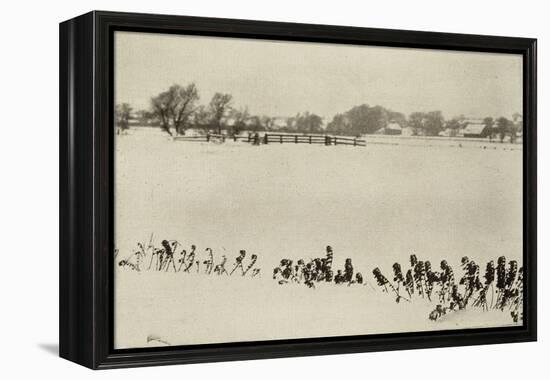 Marsh Weeds (algue des marais)-Peter Henry Emerson-Framed Premier Image Canvas