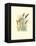 Marsh Wren and Cattails-Janet Mandel-Framed Stretched Canvas