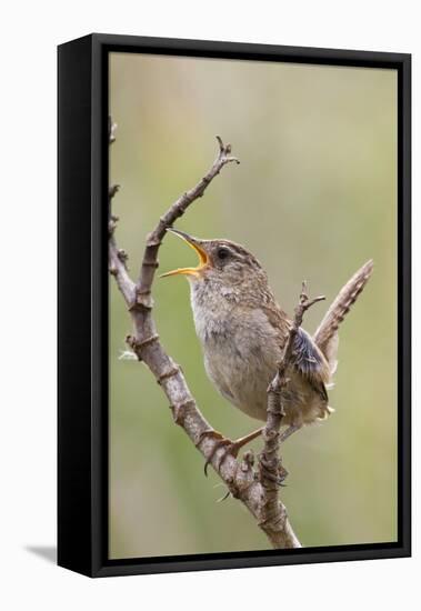 Marsh Wren Calling-Hal Beral-Framed Premier Image Canvas