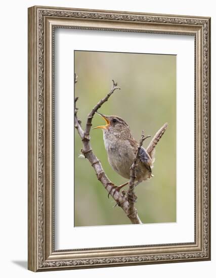 Marsh Wren Calling-Hal Beral-Framed Photographic Print