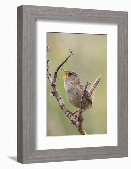 Marsh Wren Calling-Hal Beral-Framed Photographic Print