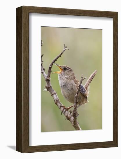 Marsh Wren Calling-Hal Beral-Framed Photographic Print