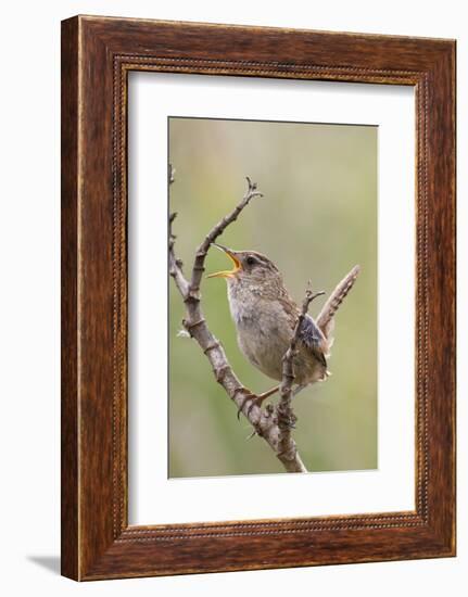 Marsh Wren Calling-Hal Beral-Framed Photographic Print