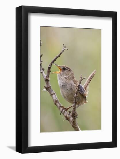 Marsh Wren Calling-Hal Beral-Framed Photographic Print