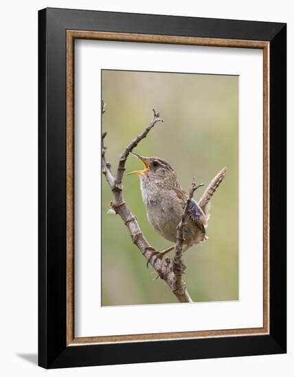 Marsh Wren Calling-Hal Beral-Framed Photographic Print