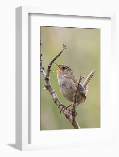 Marsh Wren Calling-Hal Beral-Framed Photographic Print