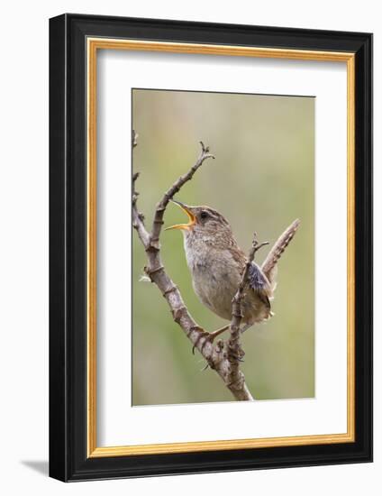 Marsh Wren Calling-Hal Beral-Framed Photographic Print