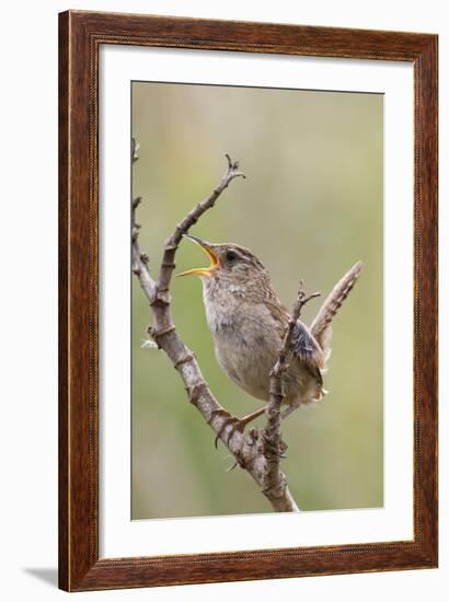 Marsh Wren Calling-Hal Beral-Framed Photographic Print