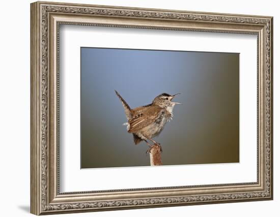 Marsh Wren (Cistothorus palustris) calling, Lac Le Jeune Provincial Park, British Columbia, Canada,-James Hager-Framed Photographic Print